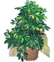 scheffera